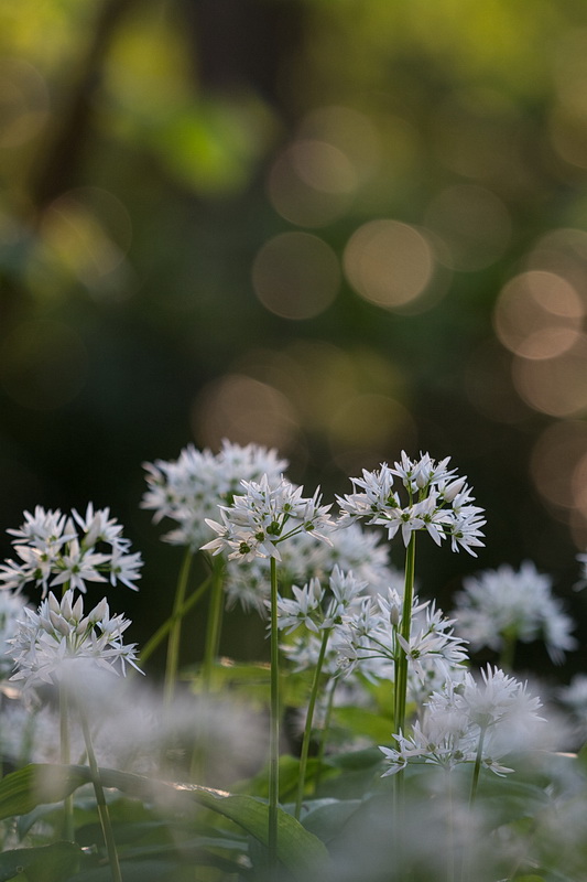 3 Bokeh 220mm f 5.6 au 160ème 500 iso.jpg