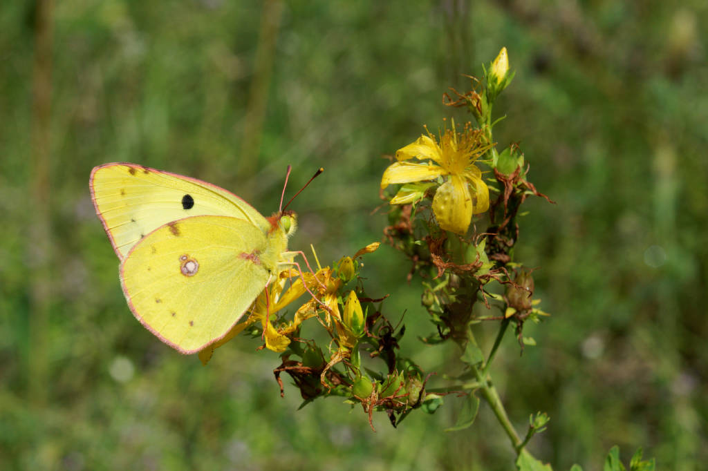 DSC16717_77v7 souci-.jpg