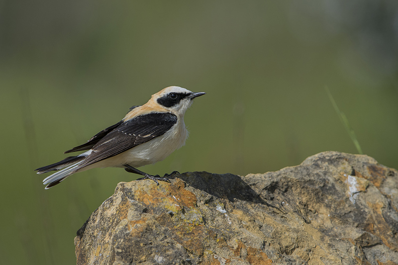 4-Traquet oreillard.jpg