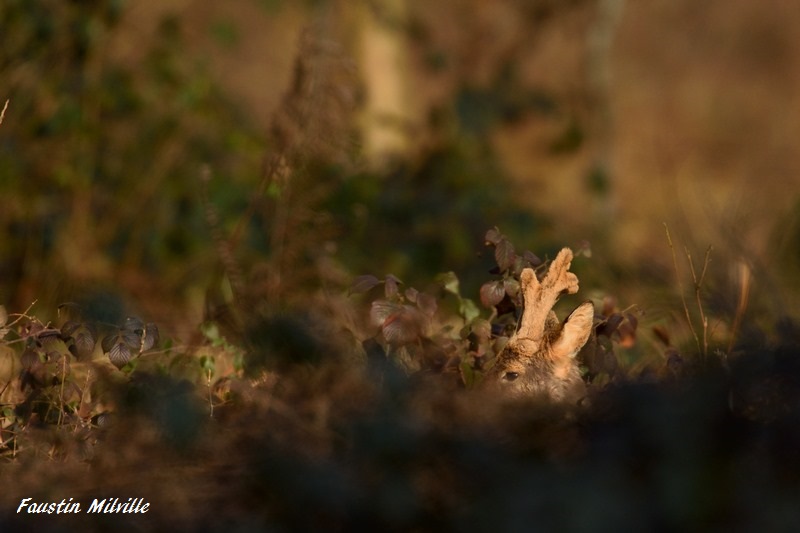 DSC_0087 (Copier).jpg