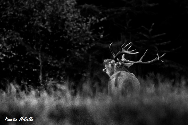 DSC_5063-2 (Copier).jpg