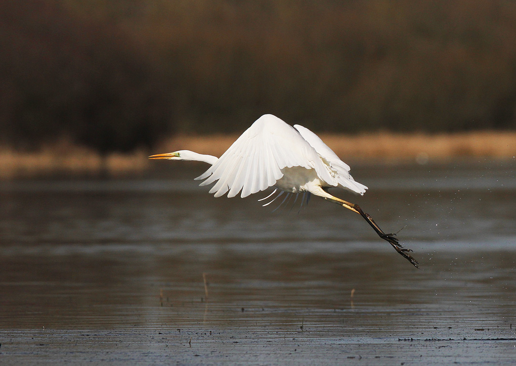 grande aigrette decollage_modifié-1.jpg