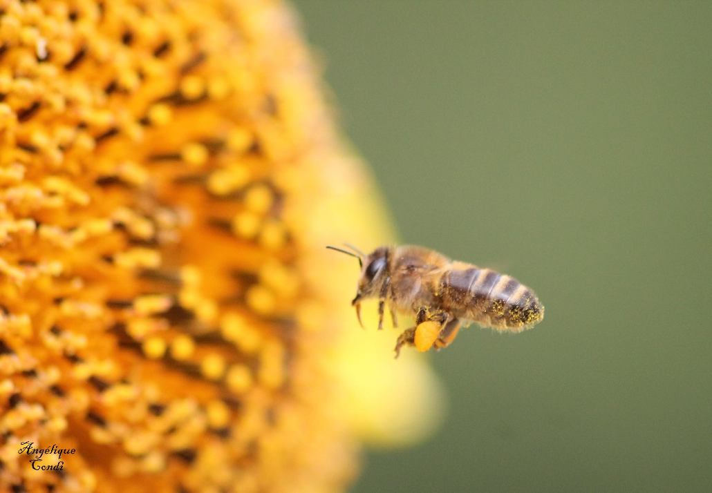 abeille 21 signé.jpg