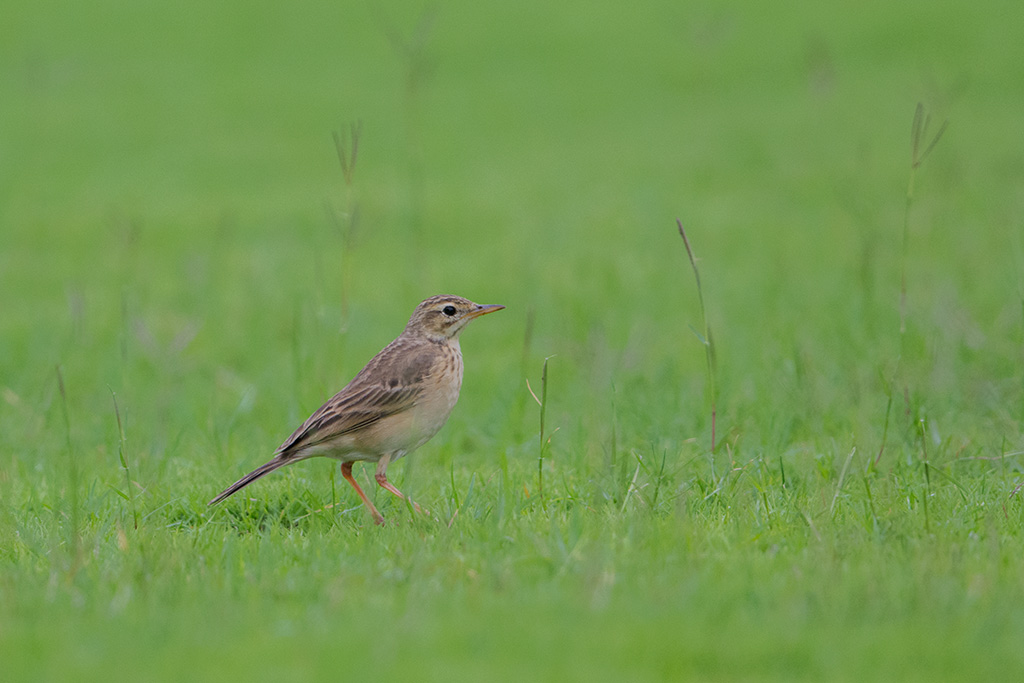 32-Pipit de Richard.jpg