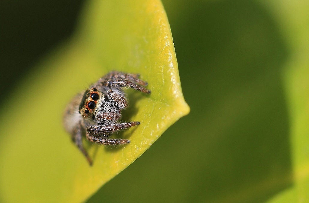 IMG_sauteuse- Copie.jpg