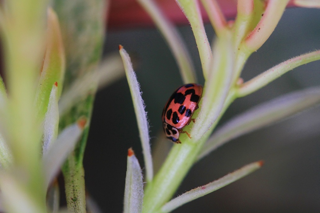 IMG_coccinelle.jpg
