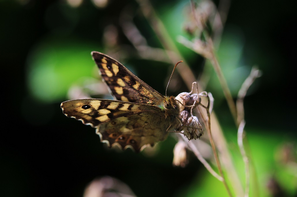 IMG_papillon.jpg