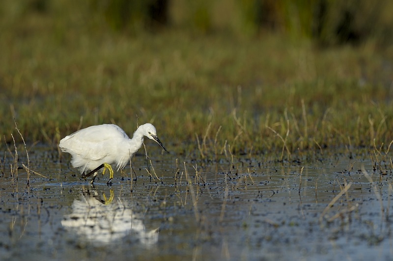 Aigrette garz_166.jpg