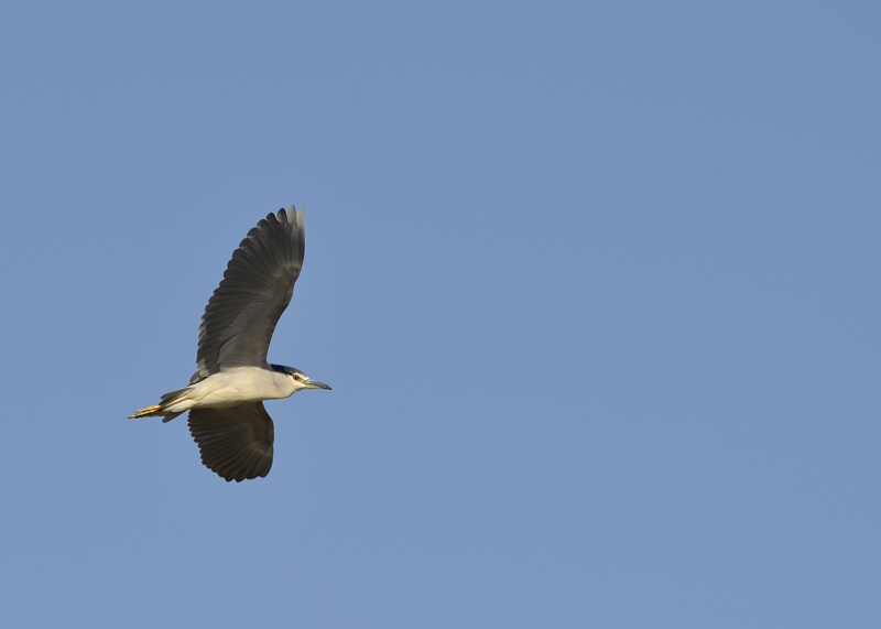 bihoreau gris_19.jpg