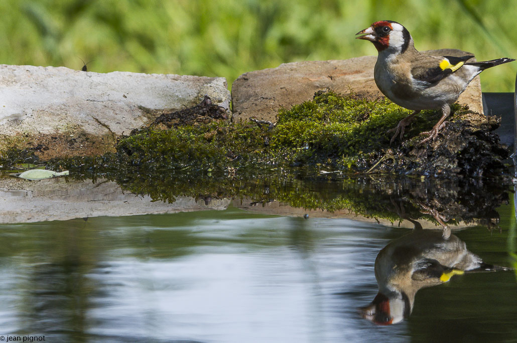 chardonneret a la drink station.JPG