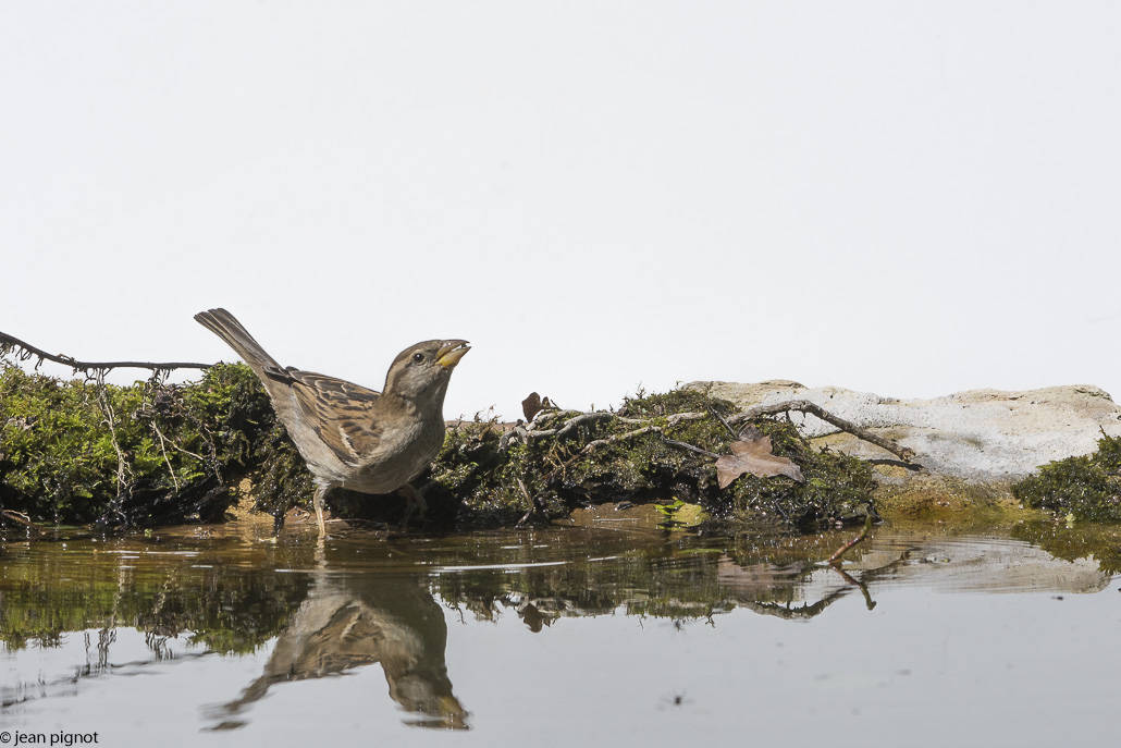 drink station sur fond blanc.JPG