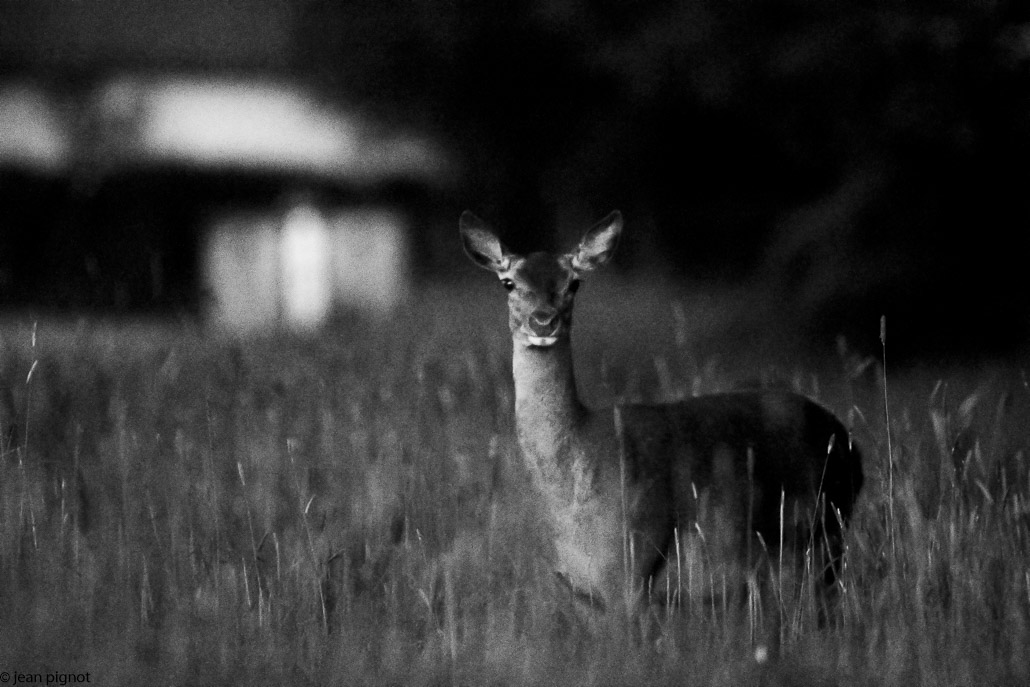 biche la pouillasserie-4.JPG