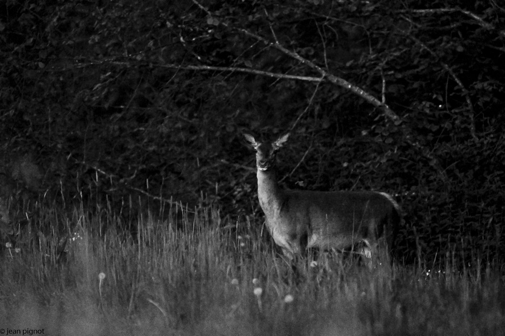 biche la pouillasserie-6.JPG