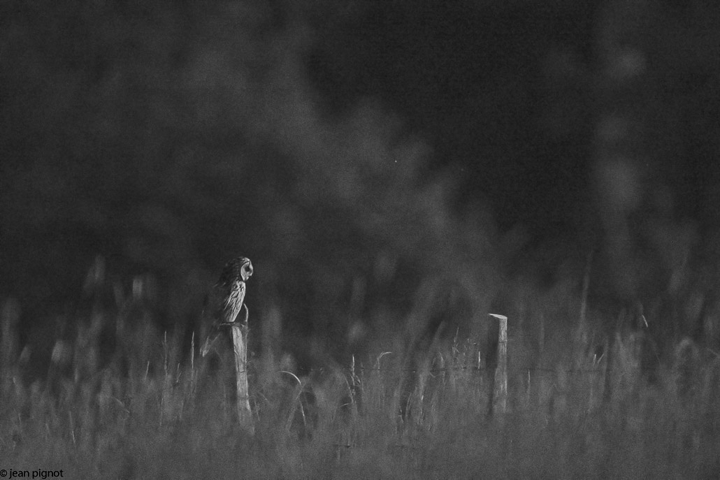 chouette hullote.JPG