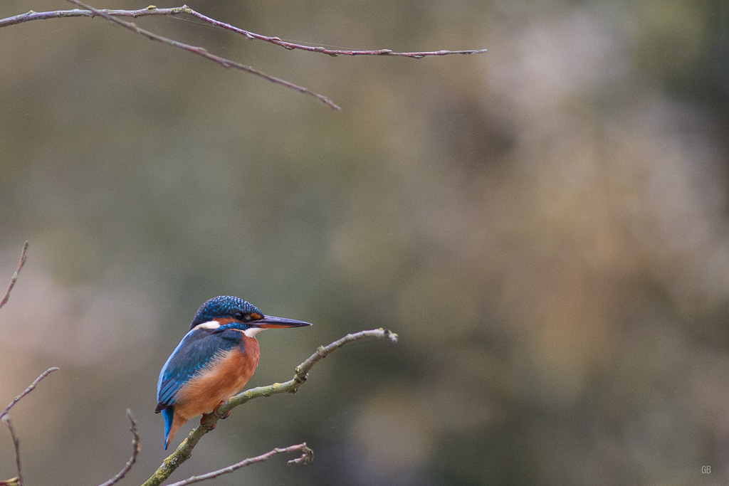 Martin pêcheur (Alcedo athis) (2).jpg