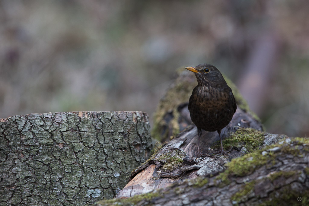 Merle noir (Turdus merula) (1).jpg
