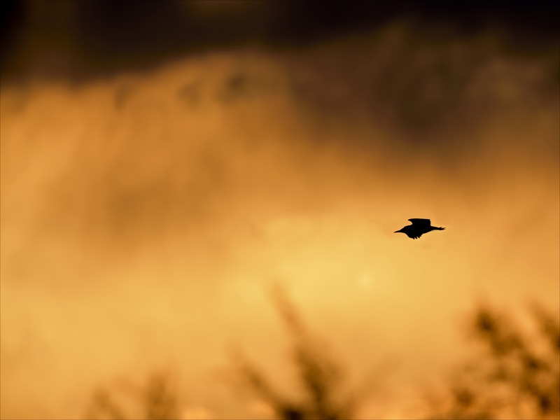 Héron cendré_163-2.jpg