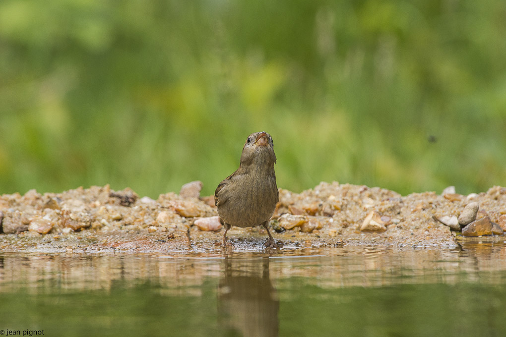 moineau drink station-17.JPG