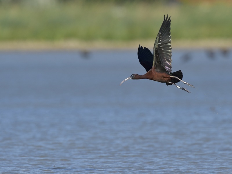 Ibis falcinelle_65.jpg