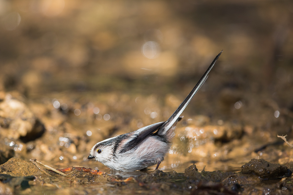 Mésange à Longue Queue (Aegithalos caudatus) (2).jpg