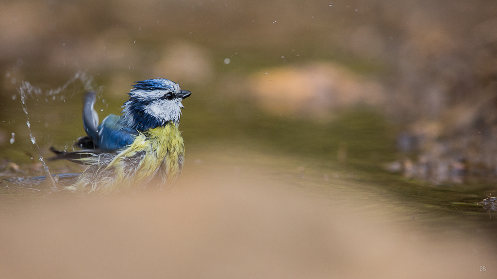 Mésange Bleue (Cyanistes caeruleus) (4).jpg