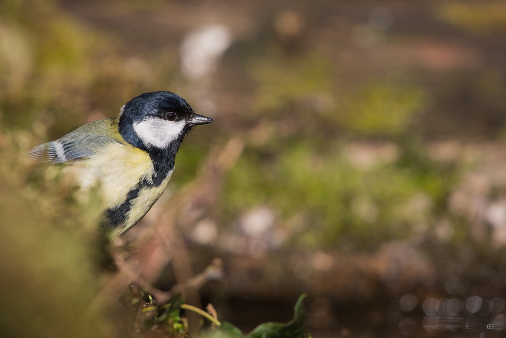 Mésange Charbonnière (Parus major) (1).jpg