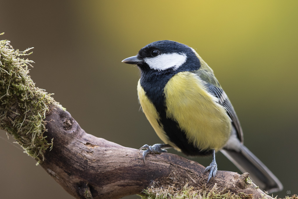 Mésange Charbonnière (Parus major) (2).jpg