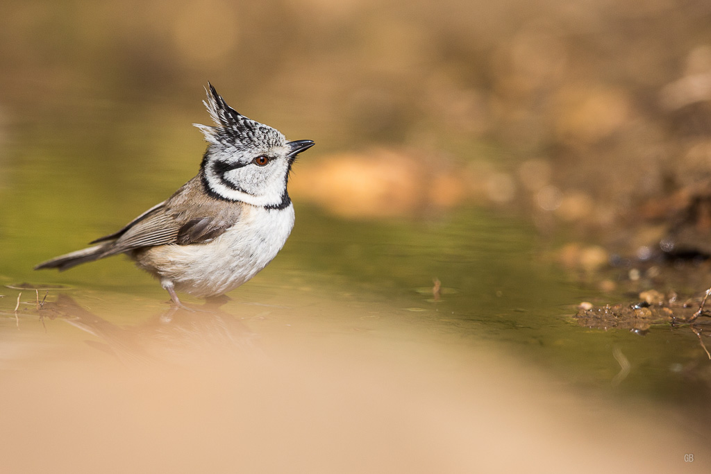 Mésange Huppée (Lophophanes cristalus) (2).jpg