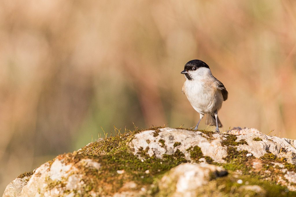 Mésange Nonette (Poecile palustris) (1).jpg