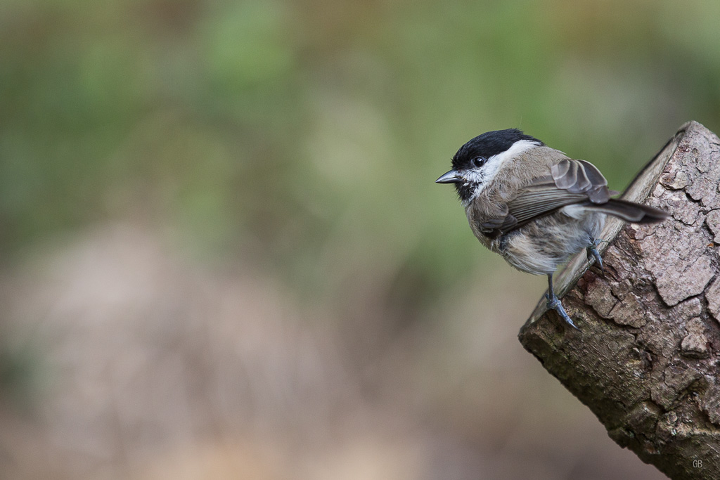 Mésange Nonette (Poecile palustris) (2).jpg