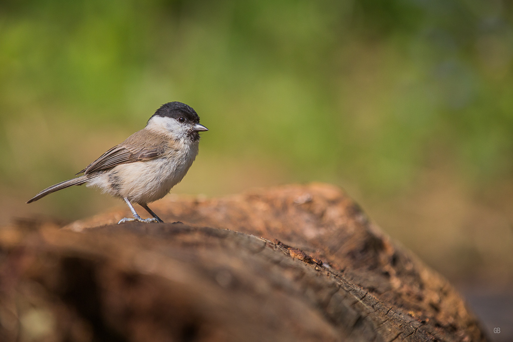 Mésange Nonette (Poecile palustris) (3).jpg