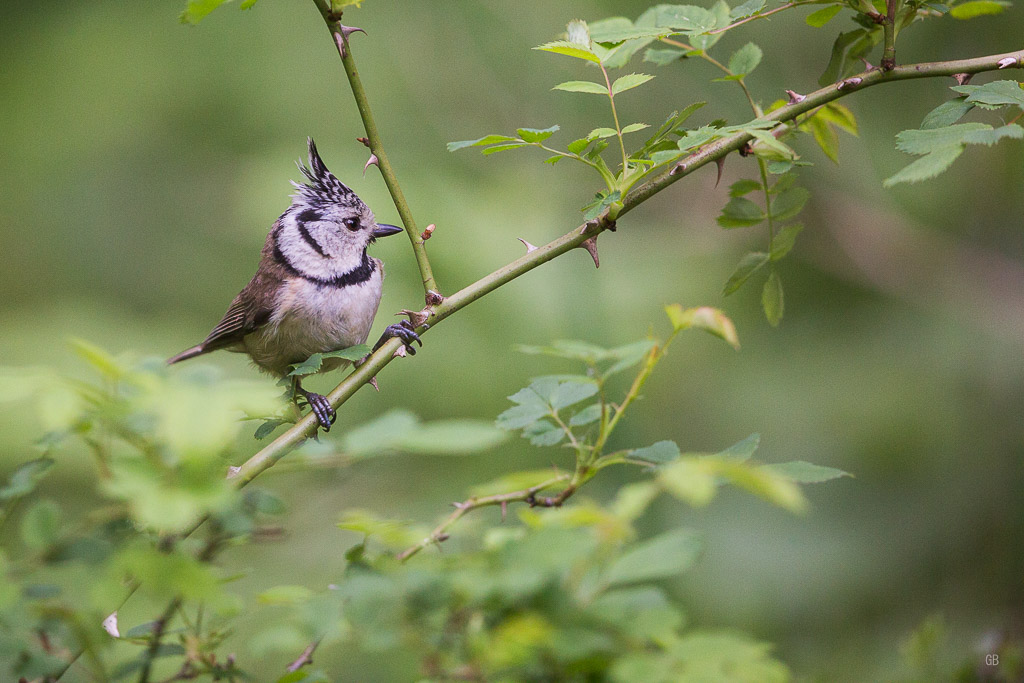 Mésange Huppée (Lophophanes cristalus) (1).jpg