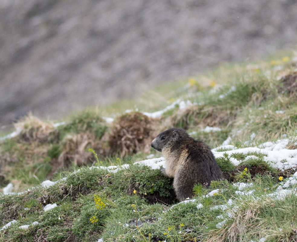 Marmotte_40.jpg
