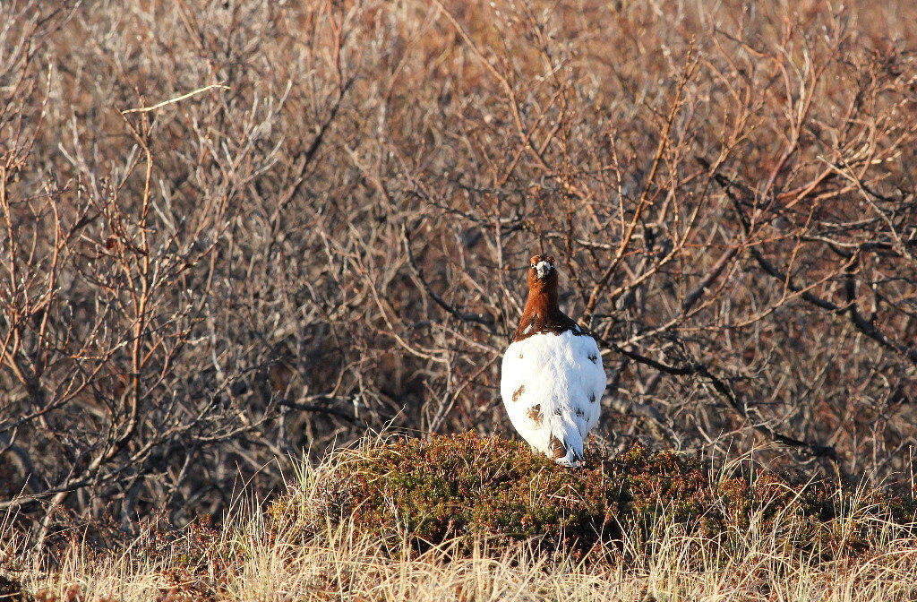 Lagopède des saules2_Hornoya_06_2017.JPG