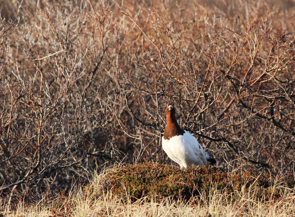 Lagapède des saules3_Komagvaer_06_2017.JPG