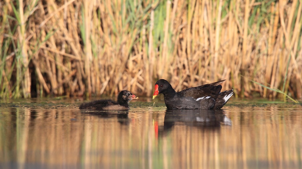 57 Galinule poule d'eau.jpg