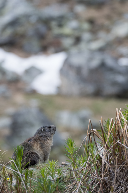 Marmotte_75.jpg