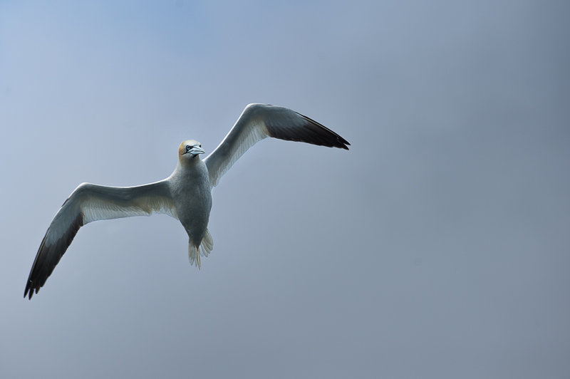 Fou de bassans_8.jpg