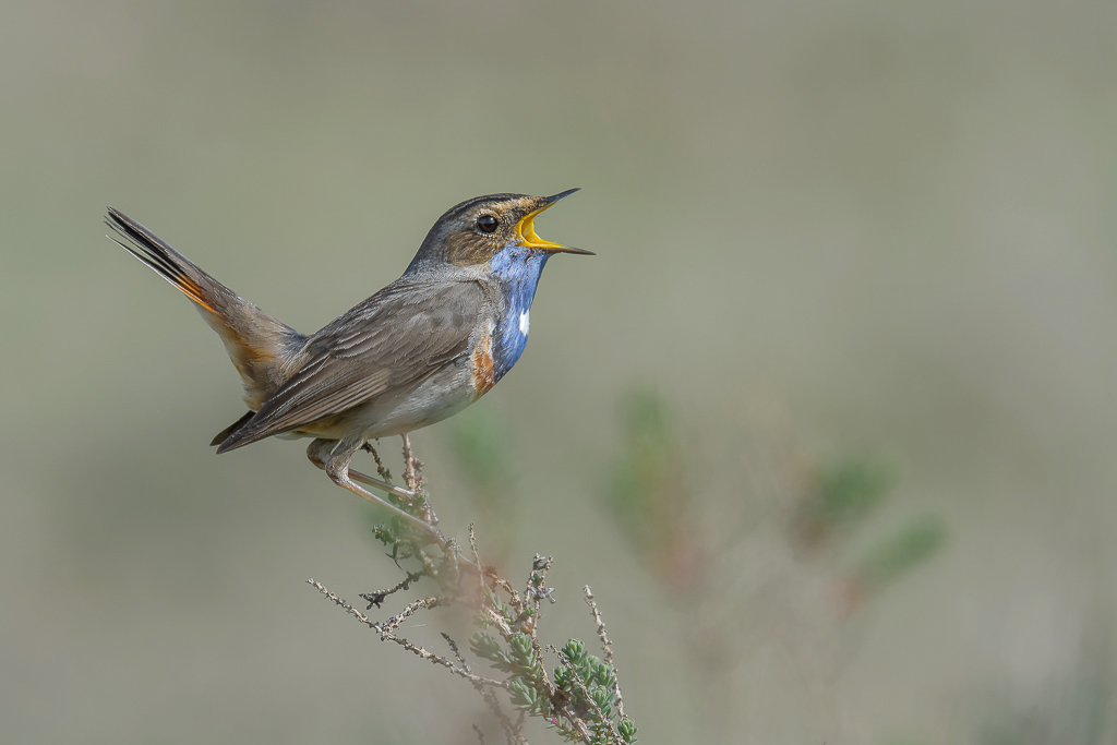 GORGEBLEUE 20170329 BOUIN (2b).jpg