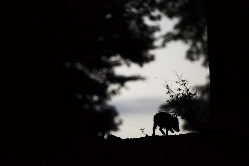DSC_3773.jpg