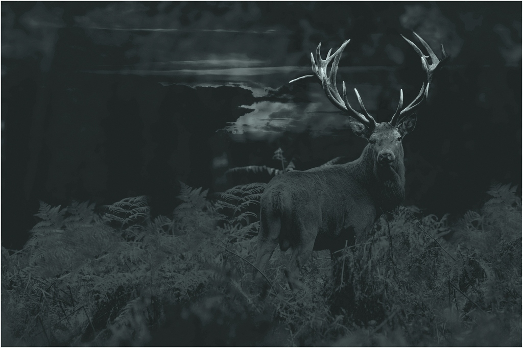 cerf bidouille n&b.jpg
