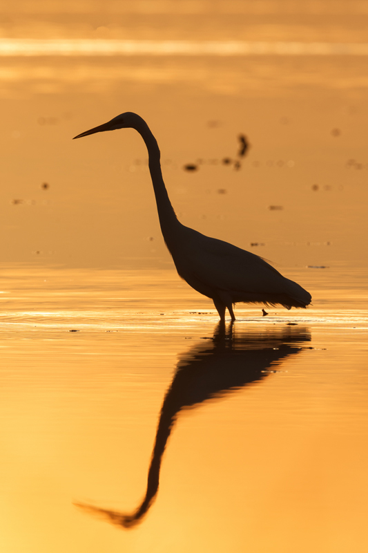 grande-aigrette-20161206-PIERRES-AIGUES-ST-AIGNAN-DE-GRANDLIEU-(3)-1_DxO-2.jpg