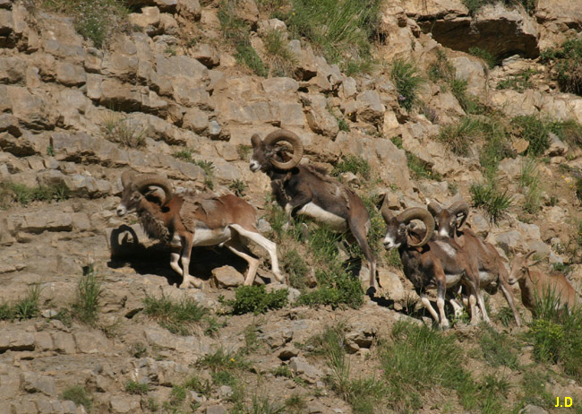 mouflons.jpg