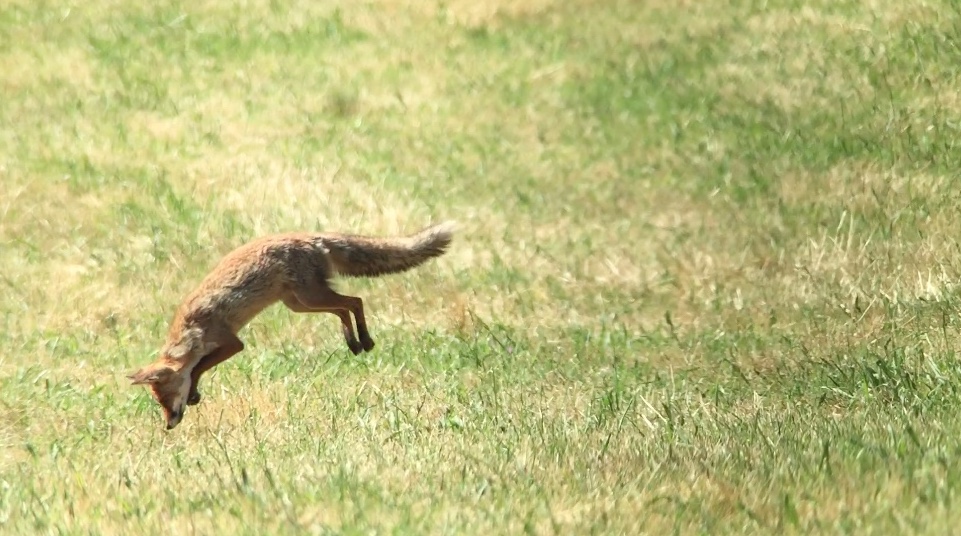 Renard 3.jpeg
