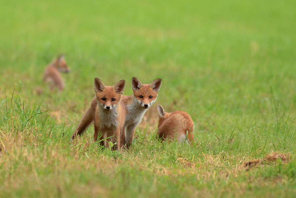 renard12 2017-2.jpg