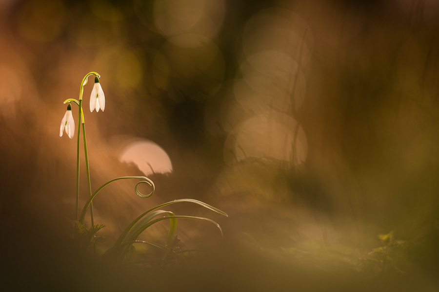 2017Galanthus nivalis#13INretro.jpg