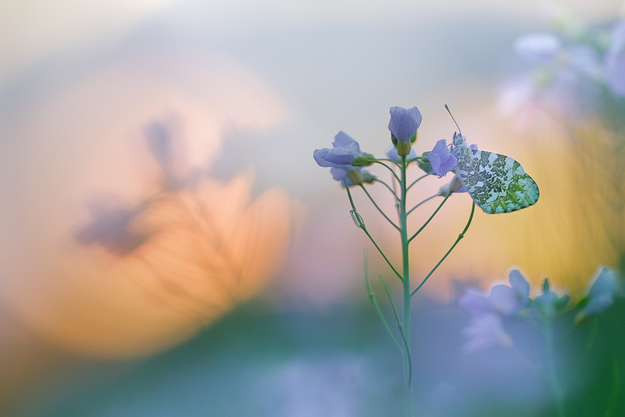 2017Aurore-Anthocharis cardamines#1INretro.jpg