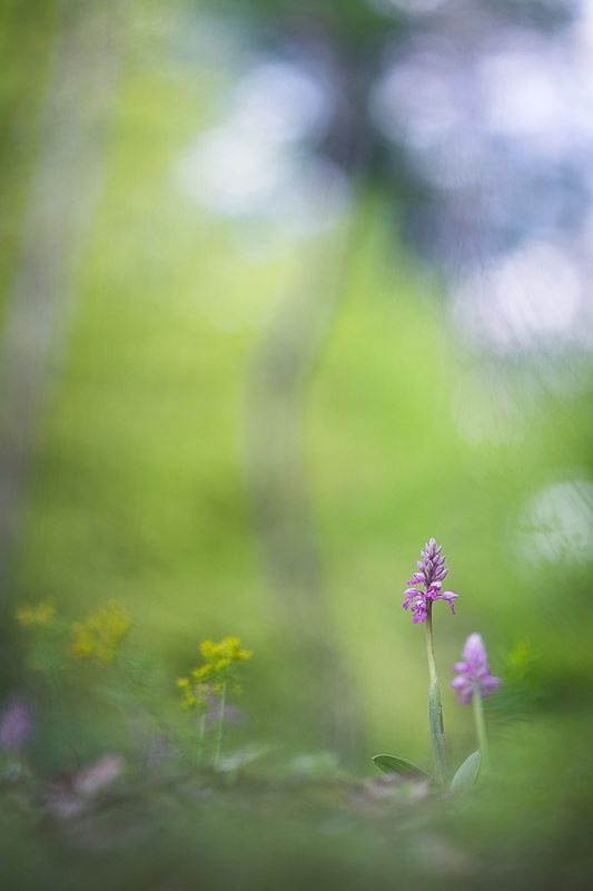 2017orchis militaris#3INretro.jpg