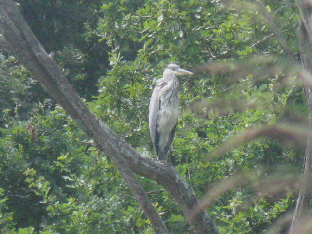 HÃ©ron cendrÃ© au Parc Ornithologique du Teich.jpg