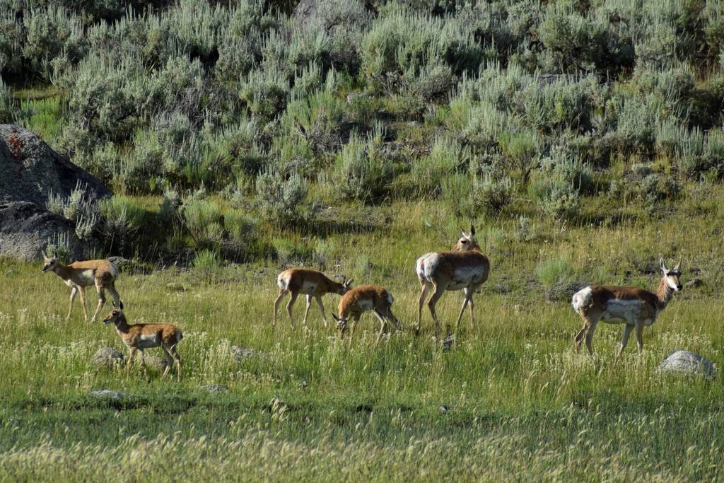 DSC_1602.JPG